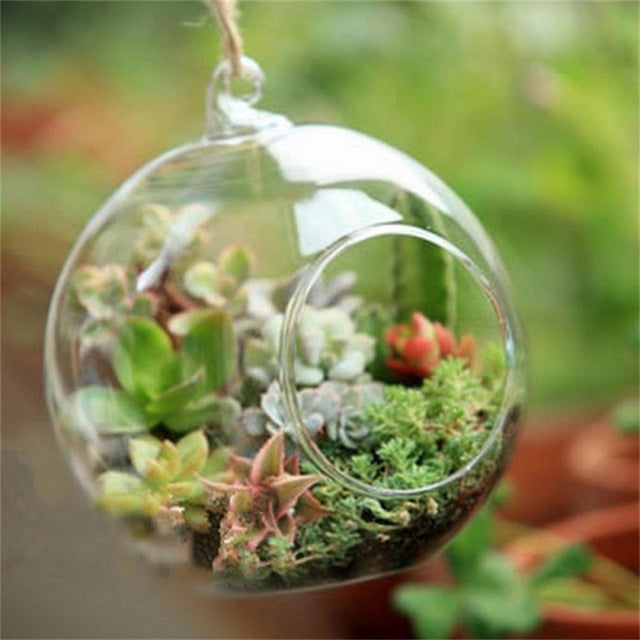 glass globe plant terrarium Terrarium Ball Globe Shape Clear
