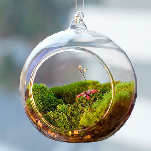 plant globe terrarium Terrarium Ball Globe Shape Clear – AERIE HOME
